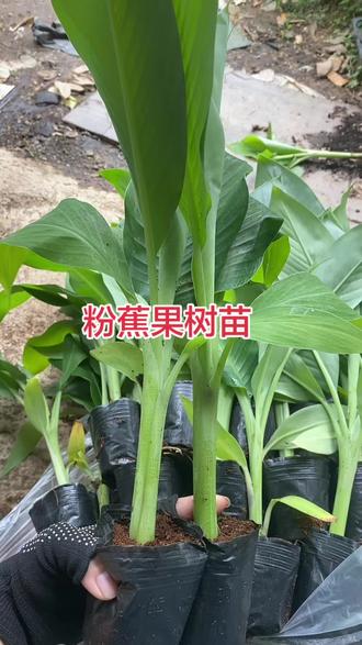 粉蕉果树苗,种植管理好七八个月来抽蕾来果,苗子健康翠绿#种植芭蕉苗 #粉蕉苗#香蕉果树苗