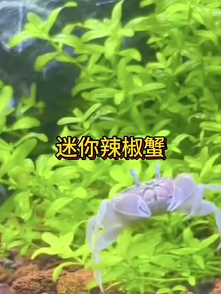 迷你辣椒蟹 指尖小蟹,把热带潮间带搬回家 迷你辣椒蟹,是藏在玻璃缸里的“微缩生态奇迹”。仅指甲盖大小的身躯,裹着红棕渐变的“铠甲”,螯钳尖缀着辣椒般的艳红,爬动时像提着两枚迷你小灯笼,自带灵动喜感。 无需复杂造景,铺一层细沙、注浅浅水位,它就能化身勤劳的“海底工程师”——白天钻沙休憩,夜晚挥舞螯钳清理残食,连底沙缝隙里的碎屑都不放过,省心又自带“清洁buff”。 没有大型蟹的攻击性,也不用费心调控水温,新手也能轻松上手。看它沿着缸壁攀爬探索,或是抱着水草嫩芽“小酌”,细碎的动作里藏着治愈的小确幸。把它放进生态缸,仿佛装进了一整个浓缩的潮间带,每天回家都能遇见这份“小而美”的鲜活,让忙碌生活多了份触手可及的自然意趣。#迷你辣椒蟹 #辣椒蟹 #养鱼人 #萌宠出道 #水族爱好