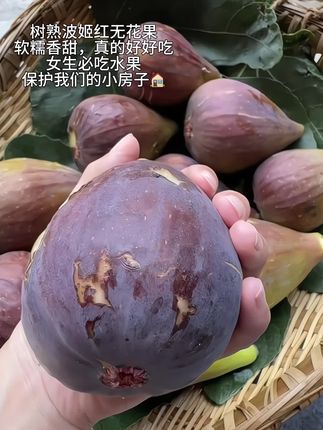 红皮波姬红无花果,真的好好吃,现摘现发,顺丰包邮到家!#新鲜无花果 #应季水果 #波姬红无花果 #无花果 #软糯香甜