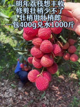 荔枝采后重要管理#荔枝种植#荔枝采后修剪#农业种植#三农#荔枝