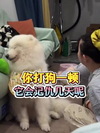 你打狗一顿,他会记仇几天呢?#养狗经验分享#新手养狗#科学养狗#养狗小知识