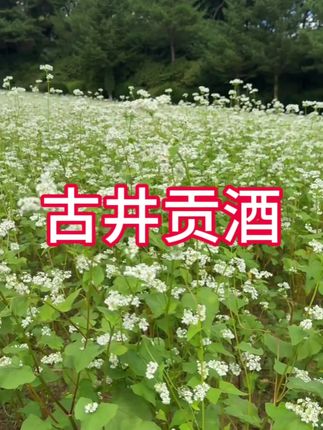 这款古井贡酒第6代,趁活动赶紧抢,千万别错过#在抖音入手的好东西 #白酒 #口粮酒 #纯粮酒 #好酒推荐