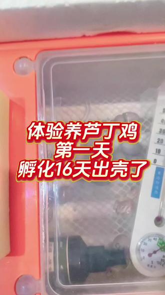 别说!几年前的孵化机还能用,出壳挺齐的,孵了16天,24个蛋,挑出不好的剩13个,应该都是同一天出壳,未完待续……#芦丁鸡 #孵化 #芦丁鸡养殖 #宠物鸡 #萌宠日常记录