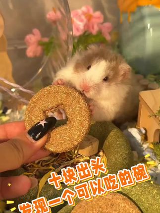 #宠物零食。  仓鼠牙齿不断生长这款磨牙零食很适合给宠物磨牙,#宠物用品 #宠物磨牙零食。#仓鼠磨牙零食。