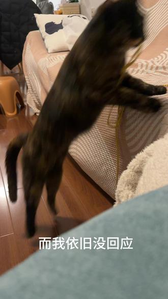 🐱:你盐津虾吗#玳瑁猫