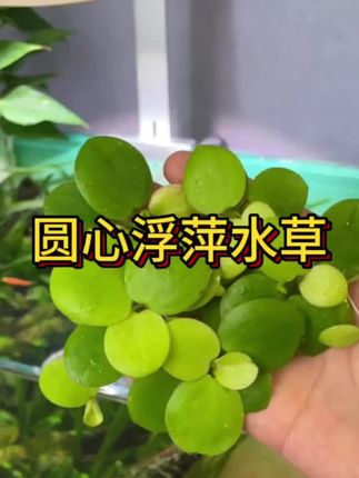 #鱼缸里的大自然 #造景鱼缸 #强烈推荐 #轻松养鱼