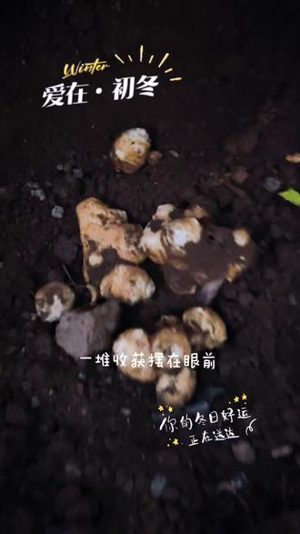 #挖洋姜的乐趣
终于轮到我了吧!哈哈哈🤣