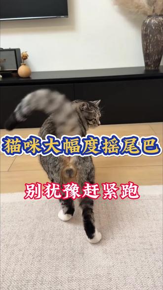 猫咪突然大幅度摇尾巴,赶紧跑别犹豫#猫咪 #养猫人 #新手养猫 #铲屎官日记 #科学养宠攻略