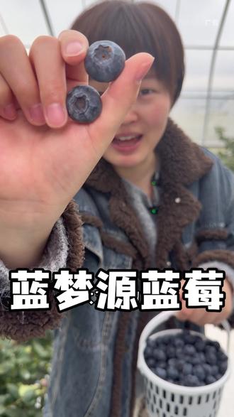 就在城区附近,竟然有一家这么大的蓝莓基地 一年四季都能吃上新鲜蓝莓,趁现在活动还给力,赶快先囤