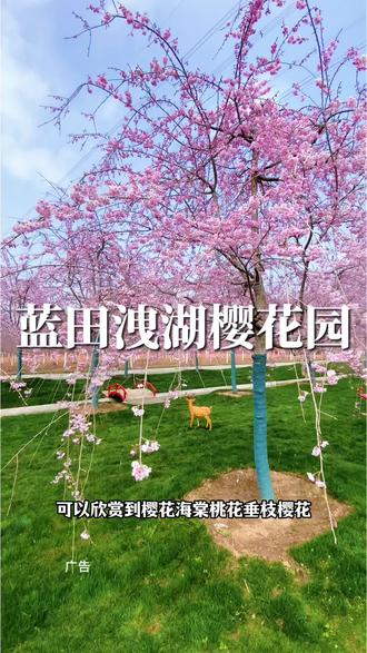 西安周边踏青赏花好去处,蓝田洩湖樱花园优惠团购来啦#蓝田洩湖樱花园#西安人气樱花园#踏青赏花好去处#樱花#强烈推荐