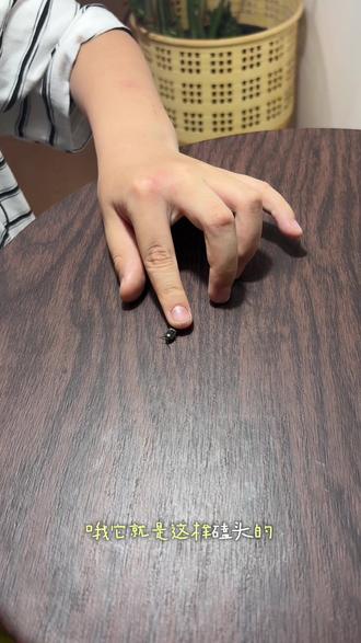 家里来了一个小客人-磕头虫#昆虫 #磕头虫 #爬宠日常 #虫子让你笑 #昆虫科普
