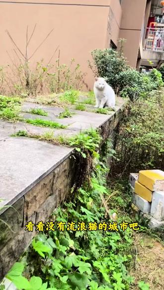 所谓“猫灭绝鸟类”的指责,往往忽略了人类开发,残害才是鸟类锐减的主因吧!它们抚慰无数孤独心灵,成为城市中最低成本的心理治疗师,别再打着“生态”旗号驱逐这些守护者**——当你指责流浪猫破坏生态时,真正的破坏源恰恰是人类自己。保护流浪猫,就是保护我们共同的城市防线。#流浪猫 #关爱流浪猫 #流浪猫日常 #我和流浪猫的故事 #投喂日常