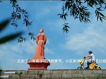 率真当如栀子花,不屑所谓“文雅”的眼光,恣意绽放,完成一株花生命的庄严#栀子花 #率真洒脱