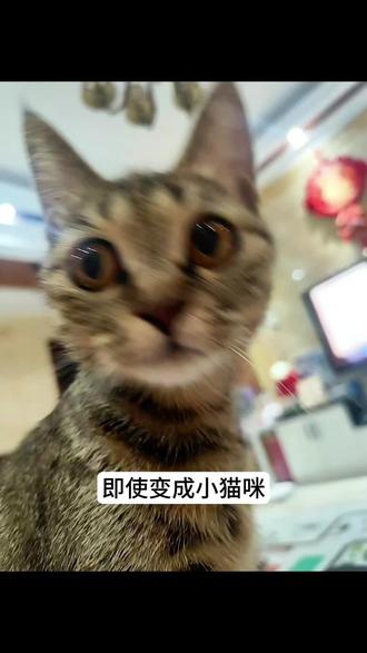 鸡屎变成小猫咪还是没法和你一起玩吗#瓦瓦 #猫 #萌宠