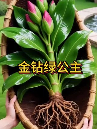 金钻绿公主 #金钻#绿植盆栽 #抖音助农
