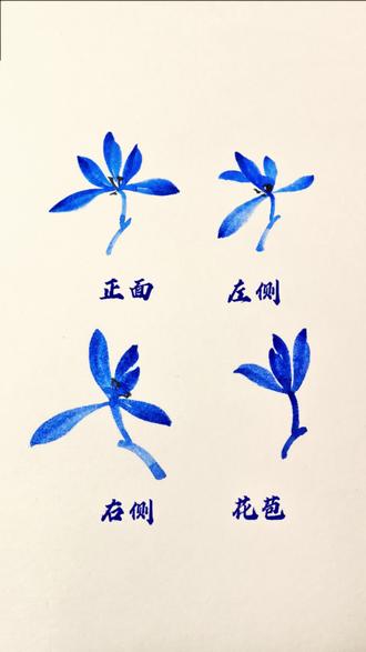 一分钟画四种兰花姿态#国画教程 #零基础国画 #国画教学 #国画兰花 #国画