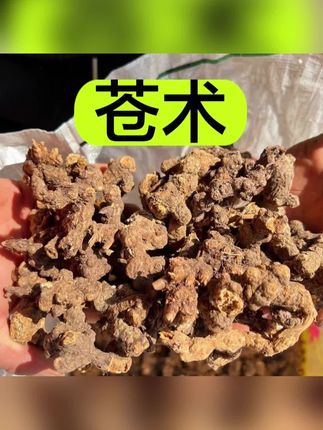 【野苍术】甘肃山里农户自己挖的野苍术 无硫磺熏 250克