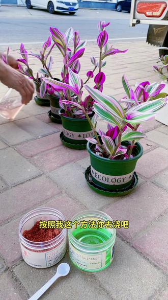 油画婚礼吊兰浇水在盆托里浇,水里放上含维生素钾的易花易草2号和白醋,长势好颜色鲜艳。#油画婚礼吊兰 #易花易草2号 #分享养花经验