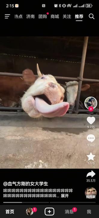 极品福瑞号,不出#福瑞 #辛巴巴巴噜比啦