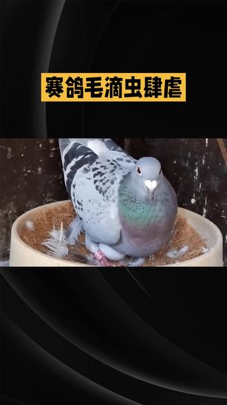 蒜醋水喂鸽子#鸽子养殖技术 #养鸽子技巧