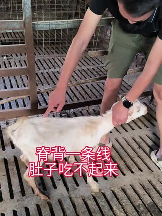 #养羊创业 #养羊技术分享 #养羊知识 #牛羊养殖 #科学养羊知识
