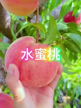 正宗湖景无锡阳山水蜜桃🍑,皮薄多汁新鲜水果,整箱应季桃子,白凤官方店,现摘现发,一年一季才有得吃,真的不要错过。#水蜜桃 #阳山水蜜桃 #水蜜桃🍑#水蜜桃汁#水蜜桃成熟了