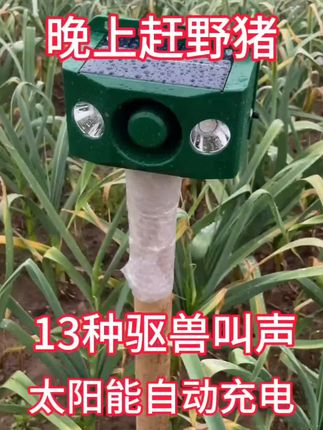 #玉米 #小麦 #棉花 #庄稼 #猪