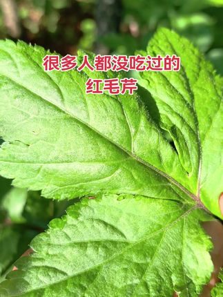 #新农人计划 #植物科普 #农业种植 #三农种植 #助力三农 云南野生红毛芹种苗