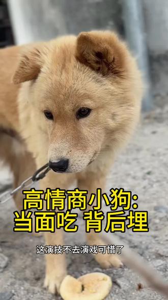 我真的会谢!
面包是有多难吃,要偷偷埋起来,还假装什么都没发生…
小狗:面子给你,面包还给大地
#高情商狗狗#戏精狗狗#狗狗的迷惑行为 #狗狗埋食物