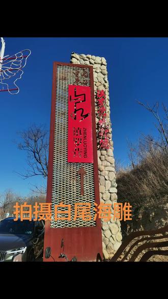 北京平谷西峪水库白尾海雕1!