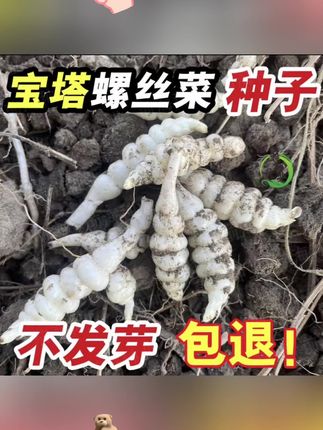 【宝塔菜种子】四季种植盆栽地栽阳台小院种植#菜种子 #四季种植 #盆栽绿植 #阳台院子 #好物推荐🔥