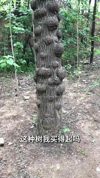 科普大家忽略的冷知识 #上热门话题