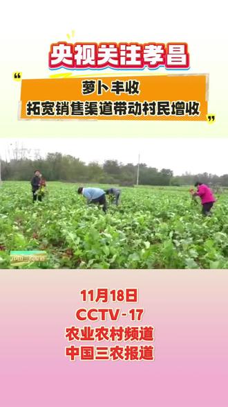 央视关注孝昌丨萝卜丰收 拓宽销售渠道带动村民增收#孝昌