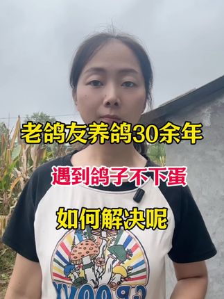 老鸽友养鸽30余年,遇到鸽子不下蛋,如何解决呢#鸽子 #养鸽人 #鸽子养殖技术 #信鸽赛鸽 #肉鸽养殖