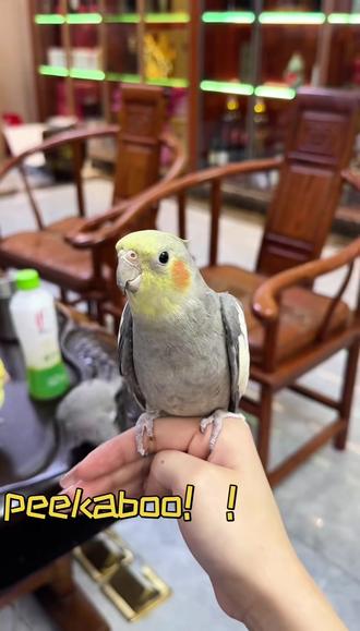 小嘟嘟的peekaboo教学视频
#玄凤鹦鹉 #peekaboo #萌宠vlog
