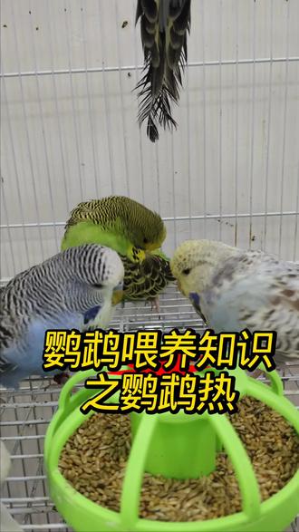 #萌宠成长记录 你了解鹦鹉热吗?#鹦鹉 #养宠知识
