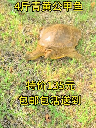 今天特价款来了,鲜活4斤青黄色公甲鱼好便宜#甲鱼