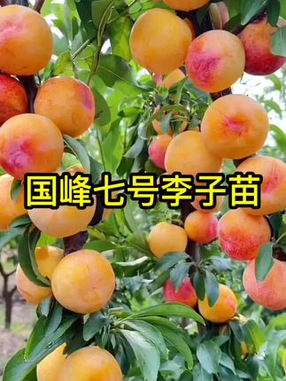 国峰七号李子树苗,嫁接晚熟蜂糖李苗南北方栽种耐寒地栽果树果苗 #李子 #丰收的季节硕果累累 #李子熟了 #口感非常好 #果树苗