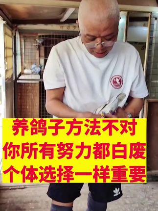 #信鸽#职业赛鸽