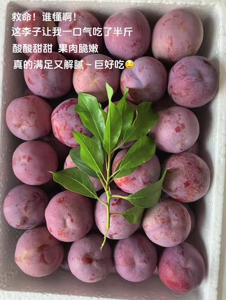 脆甜爆汁,一口沦陷!#三华李 甜过初恋!自然熟,超新鲜,现摘现发,颗颗饱满,一口爆汁!酸甜刚好--8分甜2分酸,清爽开胃,越吃越上瘾。收到立马炫了半斤!真的满足又解腻,巨好吃喜欢吃的姐妹赶紧冲!#李子熟了 #新鲜应季水果 #酸酸甜甜 #口感特别好
