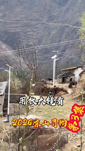 2026凉山寻犬第3集#凉山犬#宠物#狗狗#动物#穿梭大凉山@DOU+上热门