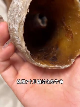 牛角算是被它盘得明明白白了! #萌宠好物 #磨牙棒