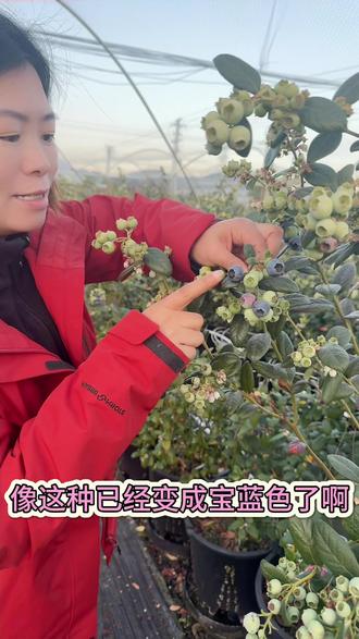你家蓝莓熟了吗?#蓝莓 #蓝莓熟了 #蓝莓苗 #蓝莓种植 #新农人计划