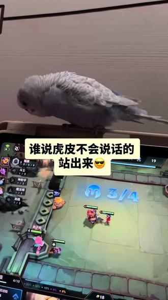 我们也是一只会说话的小鸡啦 #我的萌宠 #虎皮鹦鹉 #鹦鹉日常 #萌宠迷惑行为 #鹦鹉