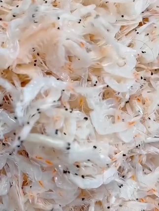 新货上市无盐优质虾皮精选淡干虾皮虾米大虾皮海米干净新鲜250g #虾皮 #海味干货 #小虾米 #虾米