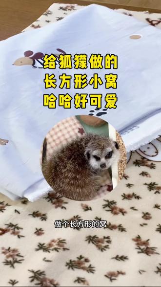 我的狐獴小客户又来啦!哈哈!#我的手工作品 #狐獴 #手工窝