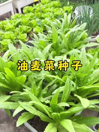 油麦菜种子籽春夏秋冬季四季庭院青菜菜种籽阳台盆栽种蔬菜种孑。 #油麦菜种子 #纯天然绿色蔬菜 #油麦菜
