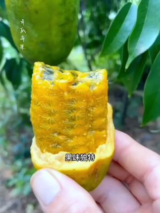 新鲜九月黄水果新鲜八月瓜网红鲜果牛卵坨麻藤包木通果一整箱甜瓜