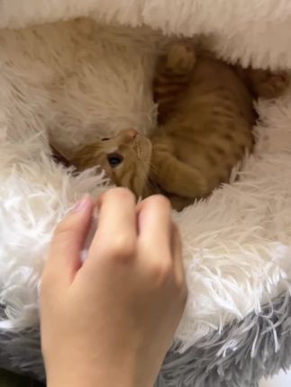 天冷了你家毛孩子的贝壳猫窝准备了吗?#宠物窝窝#狗窝#猫窝#贝壳窝