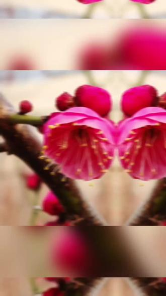 2026丙午马年立春,属马、属鼠、属牛、属兔为核心需躲春的生肖,属鸡为次重点。
核心逻辑:为何这几个生肖要躲春?
躲春依据太岁与地支的冲、刑、害、破关系,2026年太岁为午火,具体对应如下:
● 属马:值太岁且午午自刑,气场与流年重合,易情绪波动、人际摩擦;
● 属鼠:子午正冲,象征变动、对立,需防突发情况;
● 属牛:丑午相害,易遇小人、合作不顺,影响财运或人际;
● 属兔:卯午相破,需防范计划变动、财物损耗;
● 属鸡:部分流派认为酉午有破/刑意,易有口舌或小意外,讲究者可躲。
⏰ 躲春关键时间(北京时间)
精确交节:2026年2月4日04:01:51;
推荐时段:03:01–05:01(交节前后1小时,气场波动最大);
简易版:03:31–04:31(前后30分钟,适合怕麻烦的朋友)。
躲春简易做法(核心原则:宜静不宜动)
1. 独处安静:找固定房间,少语、不争执、不做重大决策;
2. 规避方位:尽量避开正南(太岁位)、正北(岁破位);
3. 暂停事项:不外出、不签约、不网购下单、不大扫除/挪大件;
4. 身心放松:可闭目养神、读轻量级书籍,手机静音少刷信息流。
补充说明
躲春是民俗求稳的方式,非硬性规定,核心是减少气场切换时的外界干扰,图个心安;
若属马/鼠/牛/兔,建议优先按推荐时段躲春;属鸡或近期运势低迷、对气场敏感者,可参考执行。#立春 #捕捉身边的花草 #立春祝福 #用一张照片证明你是花友 @抖加🔥上热门🔥dou+🔥热点宝